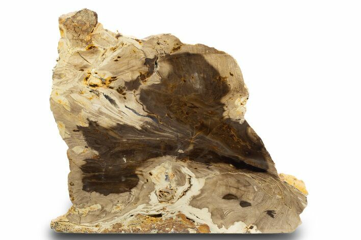 Polished, Petrified Wood (Metasequoia) Stand Up - Oregon #302945